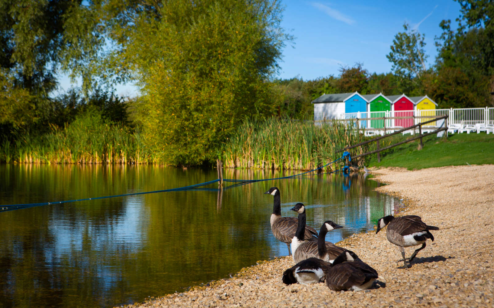 Canada Geese by the lake